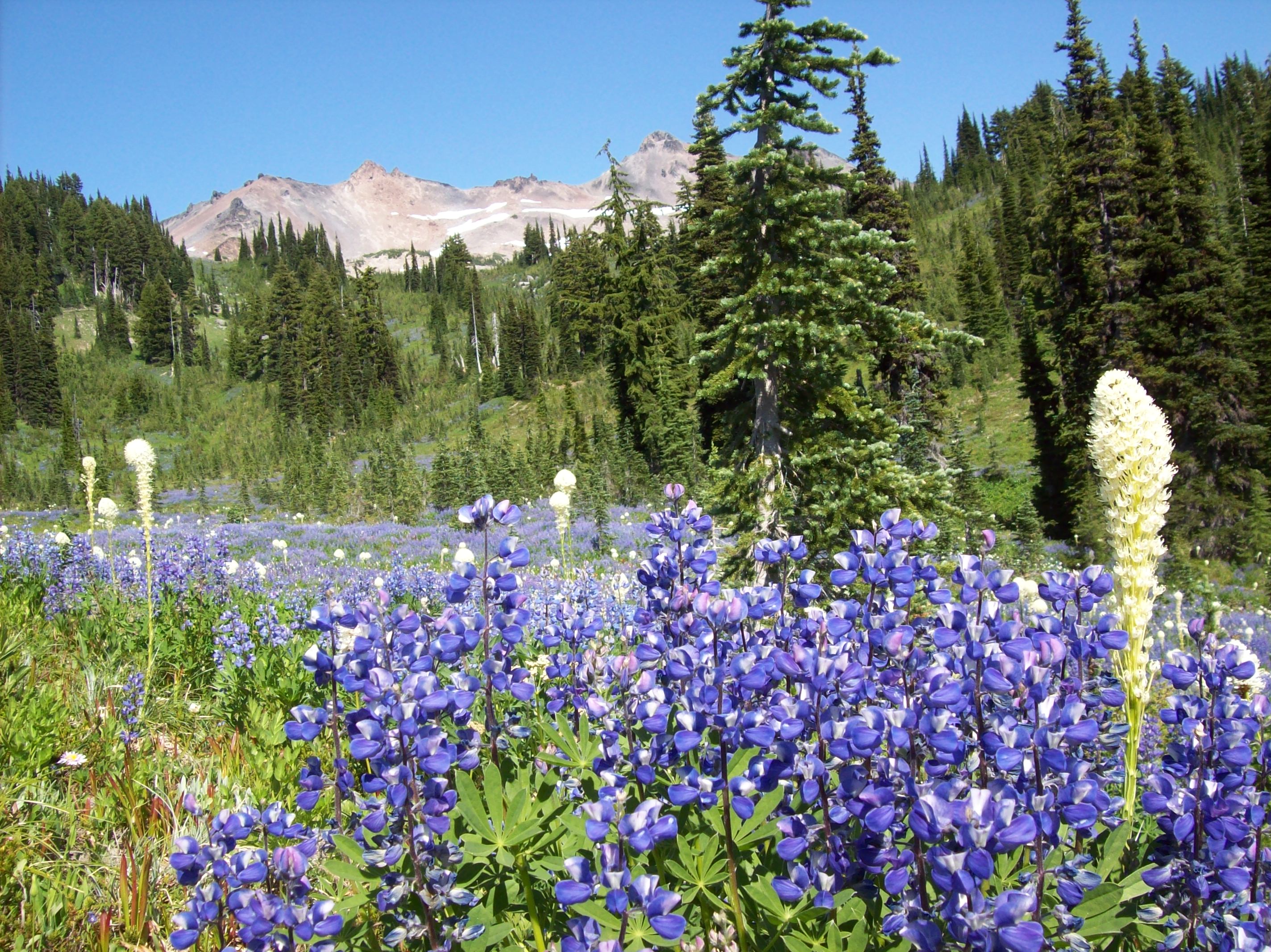 Snowgrass Flats in the Goat Rocks Wilderness | William Brendgard